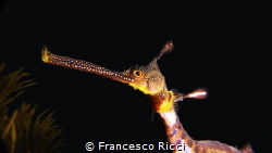 A close-up of the iconic Australian Weedy Seadragon. Its ... by Francesco Ricci 